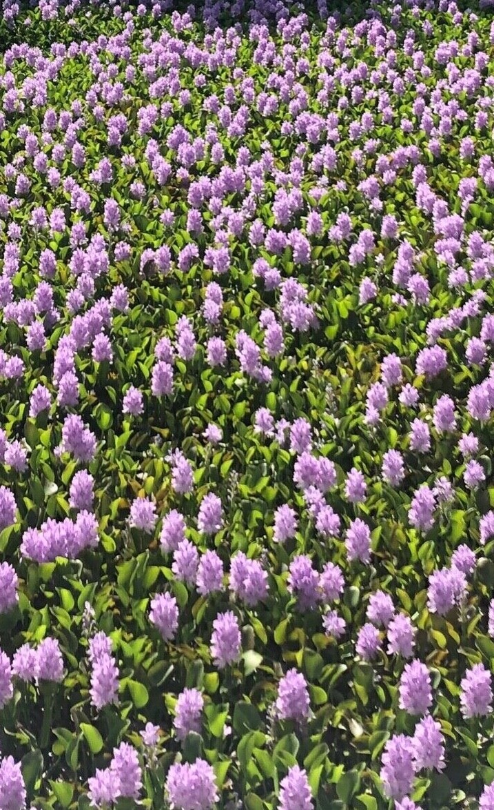 Water Hyacinth Floating (15 “XL” Plants) Koi Pond Fish Aquatic Filtration…