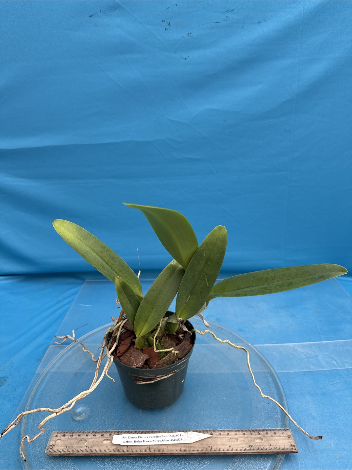 Rlc Donna Kimura ‘Paradise Tami’ X Helen Brown ‘Sweet Afton’ Orchid Eros 5.5″ Pt