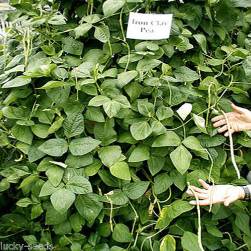 Iron and Clay Cowpea 20 Lbs. Plants 1/3 Acre.