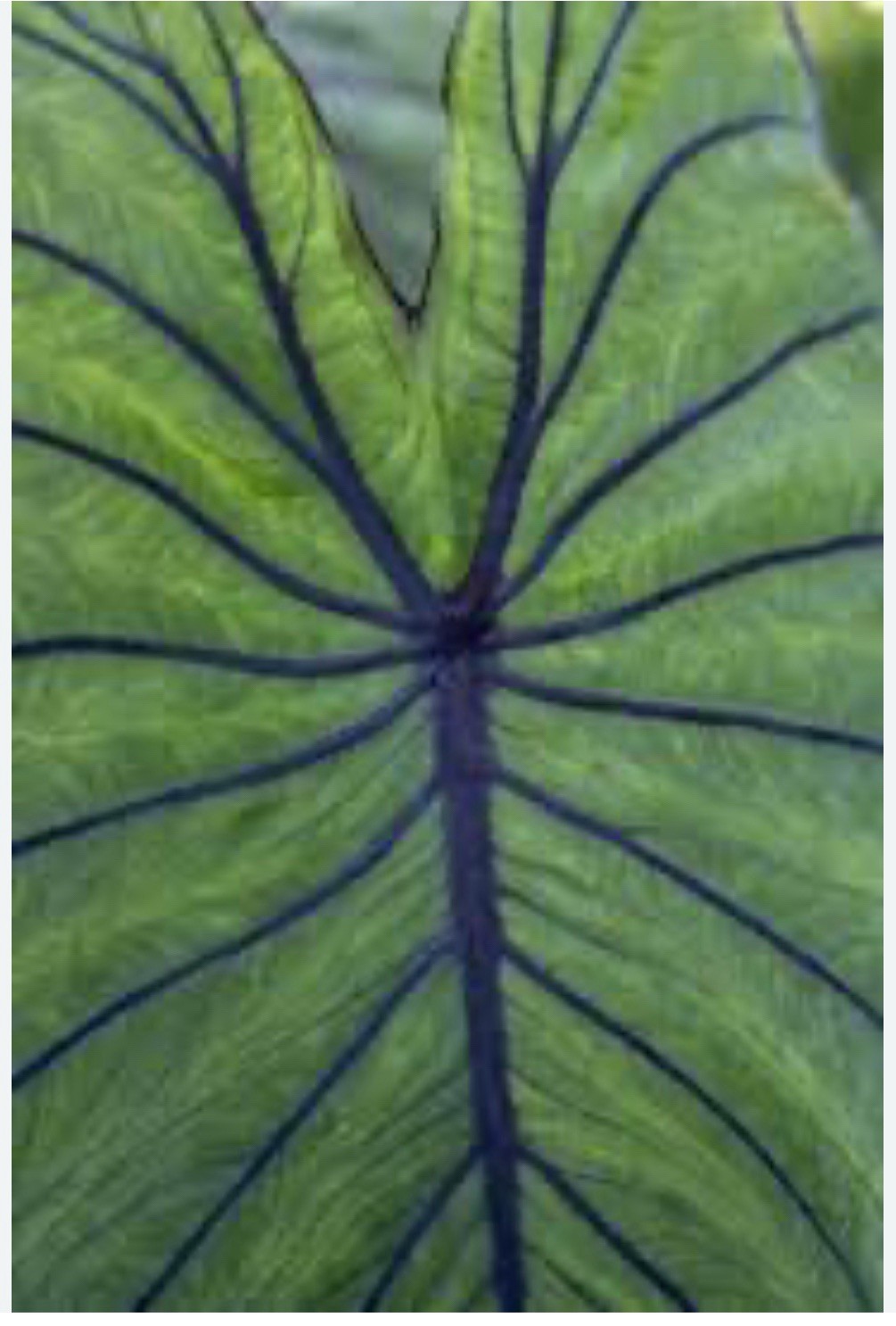 Blue Hawaii -Colocasia esculenta- Elephant Ear-SMALL ROOTED STARTER Plant