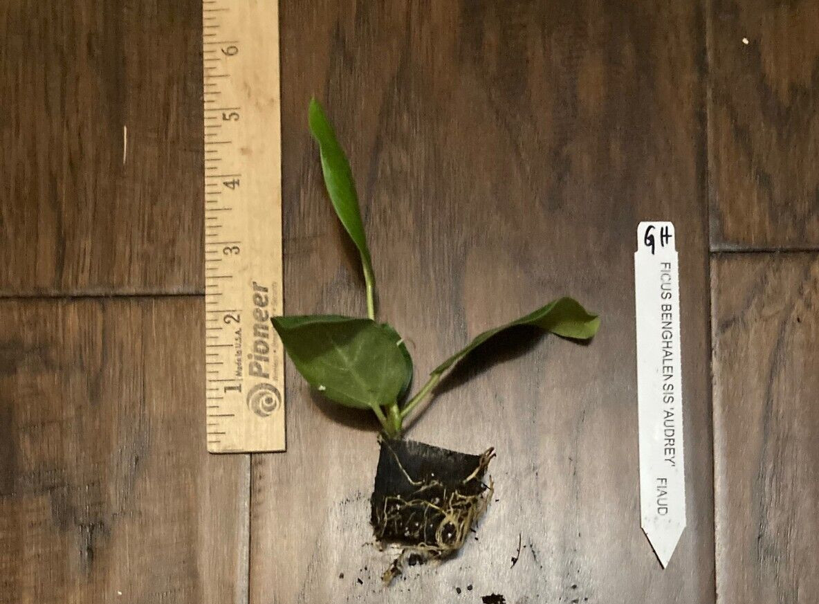 Ficus Audrey (Ficus benghalensis) – 1 TC Plant Plug Tree-3-6in – Ornamental!