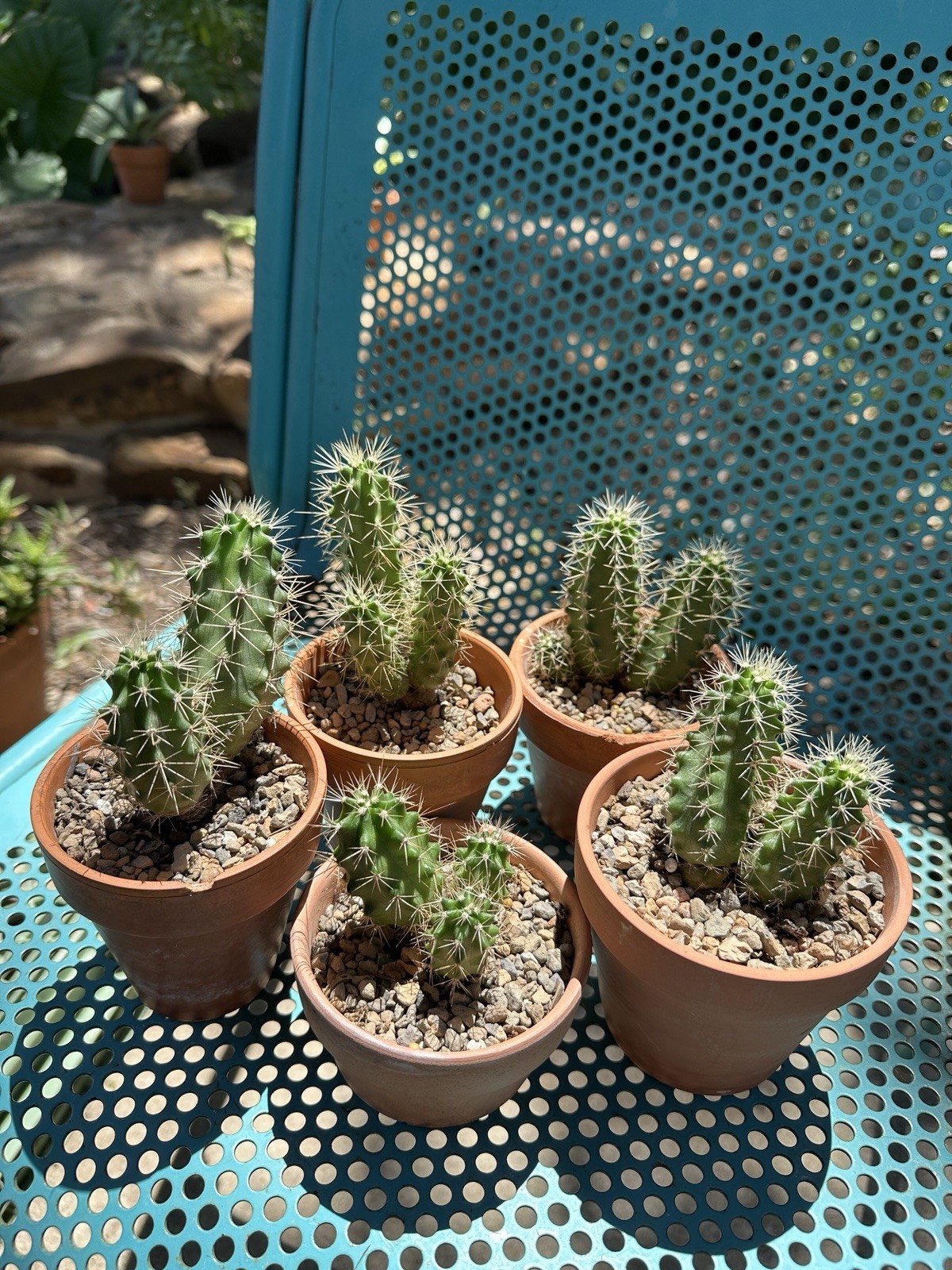 Echinocereus Coccineus Scarlet Hedgehog Cactus Claret Cup Bare Root Cold Hardy