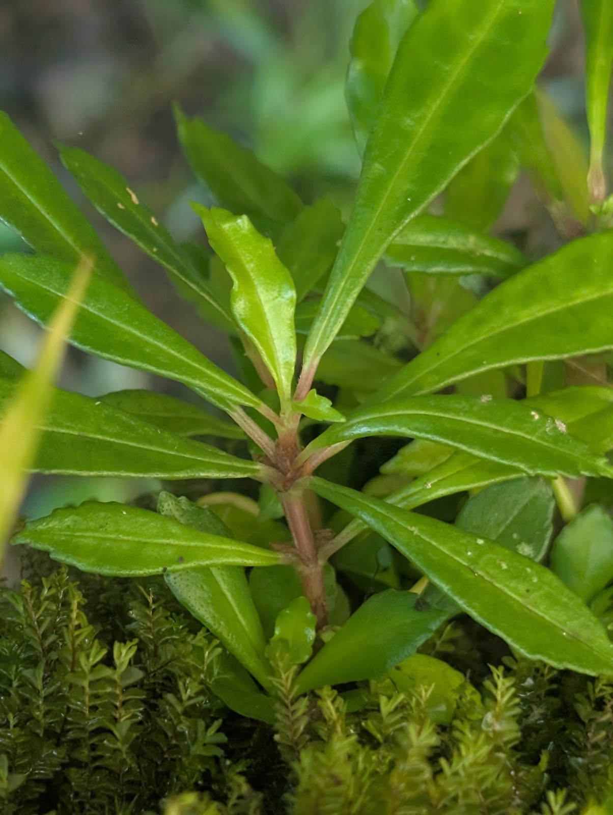 x5 Bare : Tropical Cliffside Pilea Sedimentata Plants 3″ in Exotic Urticaceae