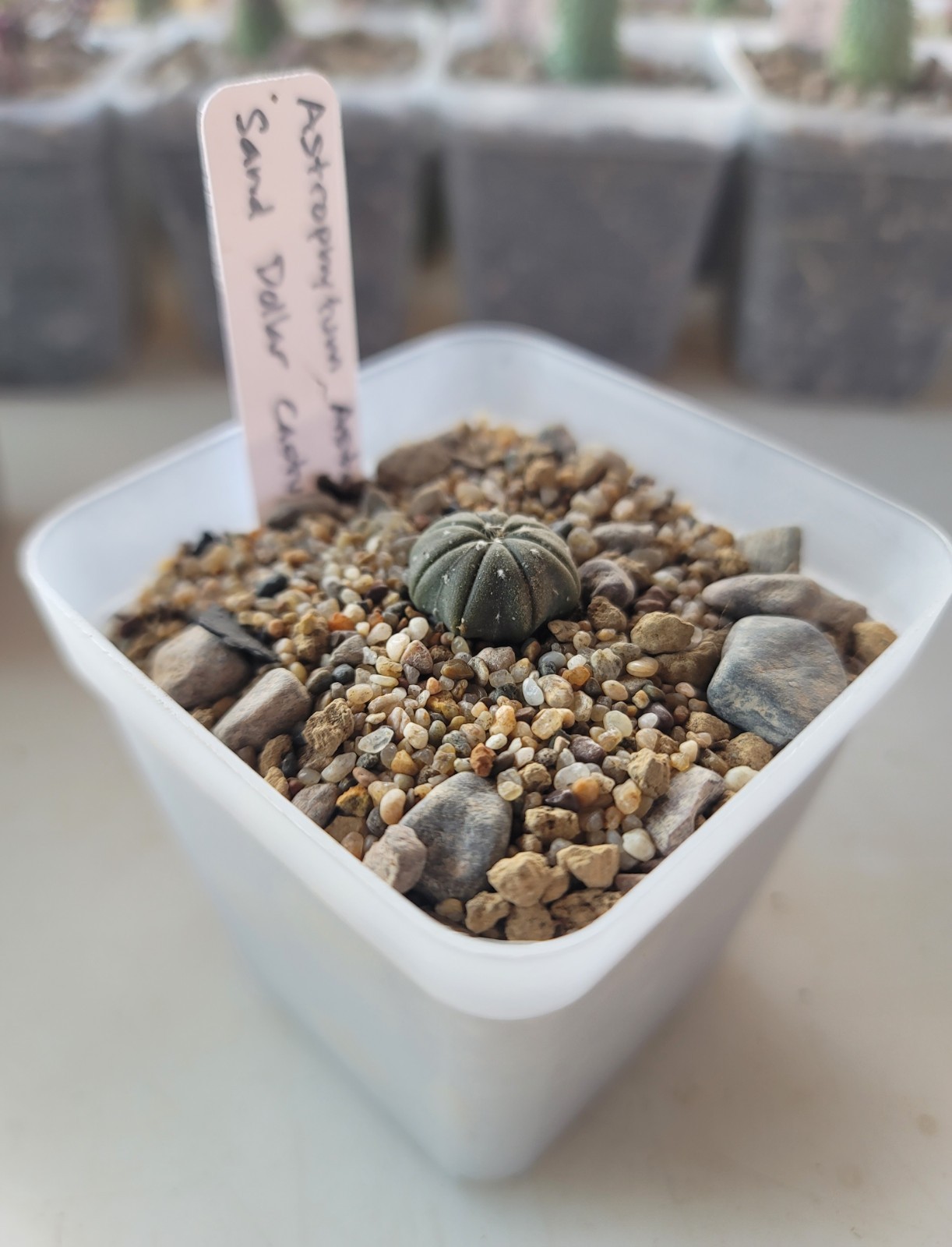 Live Rooted Astrophytum Asterias “Sand Dollar” Cactus In 3″ Pot