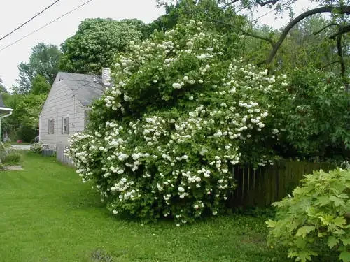 Chinese Snowball Sterile Viburnum 1 Live Plant in 3.5 Inch Pot White Flowers