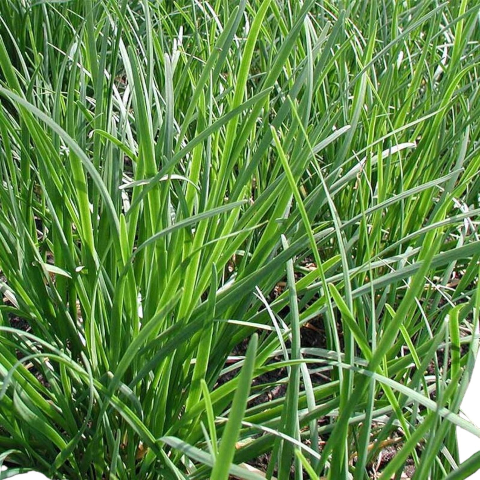 500 Garlic Chive Seeds for Planting – Heirloom, Non-GMO Chinese Chives Vegetable