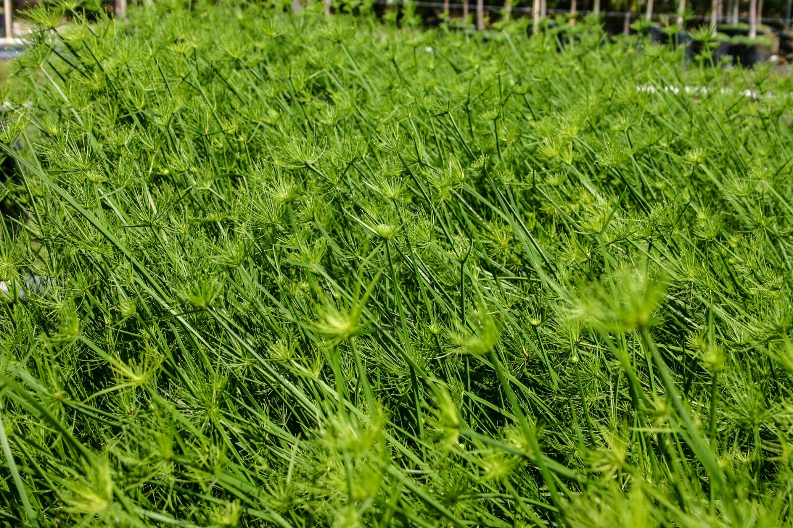 Live Dwarf Papyrus Cyperus Haspan Tropical Aquatic Marginal Pond/Bog Plant