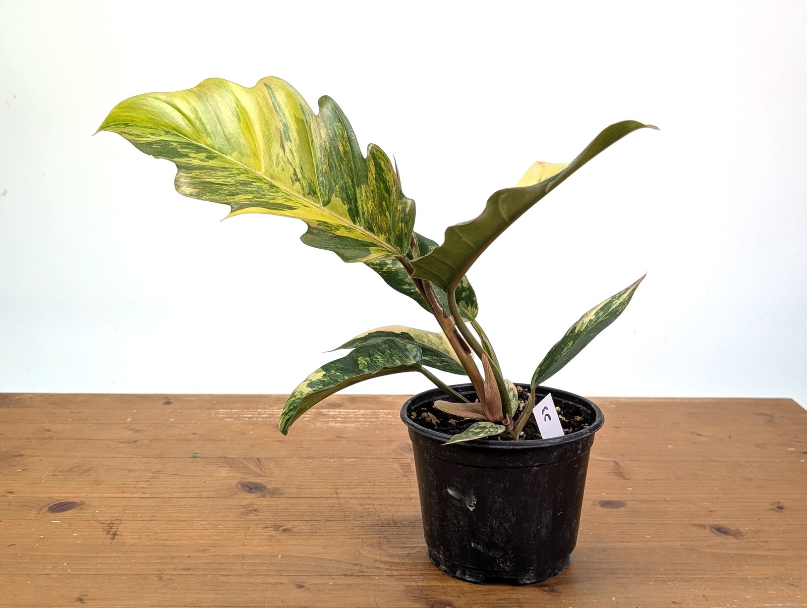 Philodendron Caramel Marble Variegated