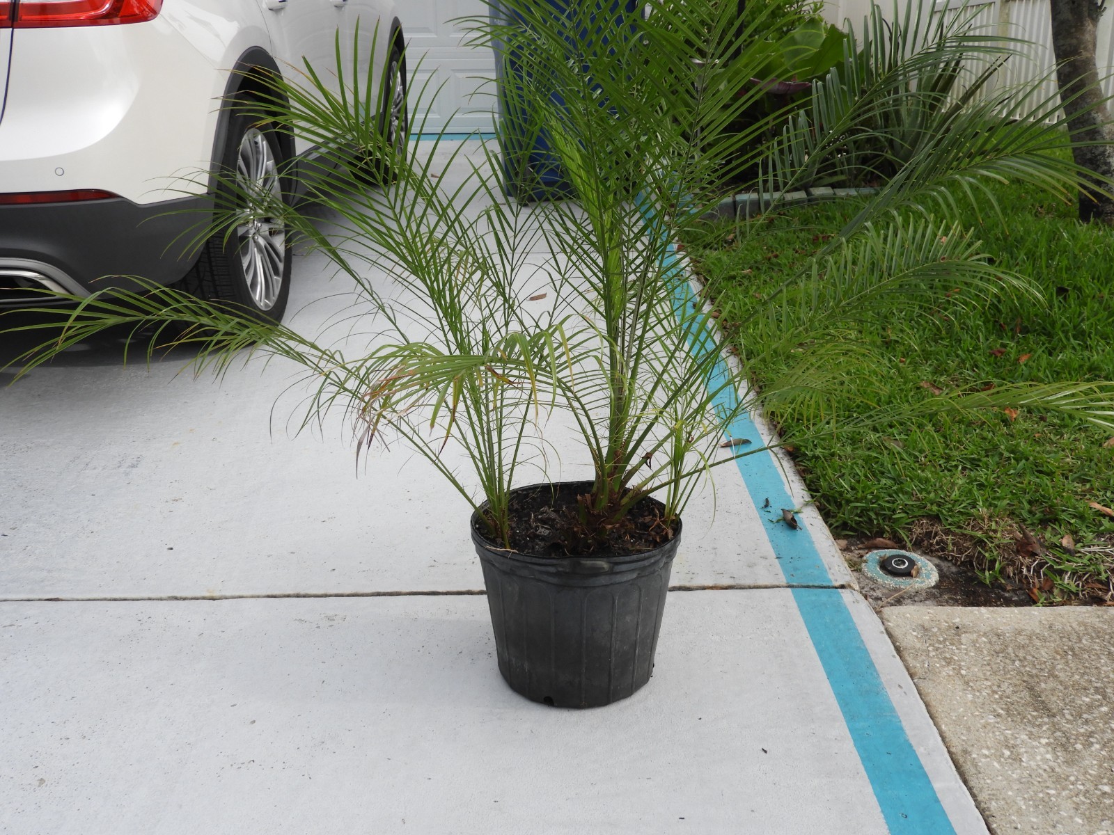 PHOENIX ROEBELENII, Pygmy Date Palm Exotic Rare in 3 Gal Pot (3 trees)