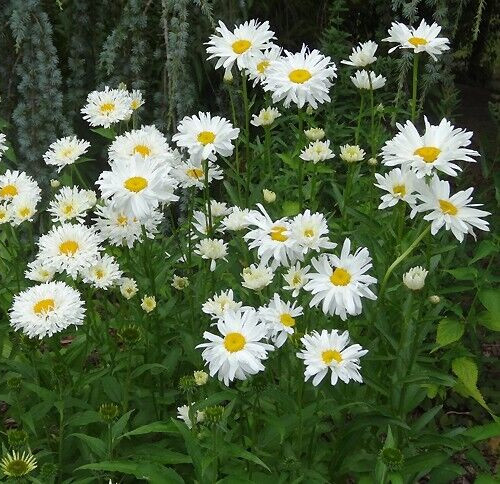 Leucanthemum, ‘crazy daisy’ Shasta daisy20 seeds