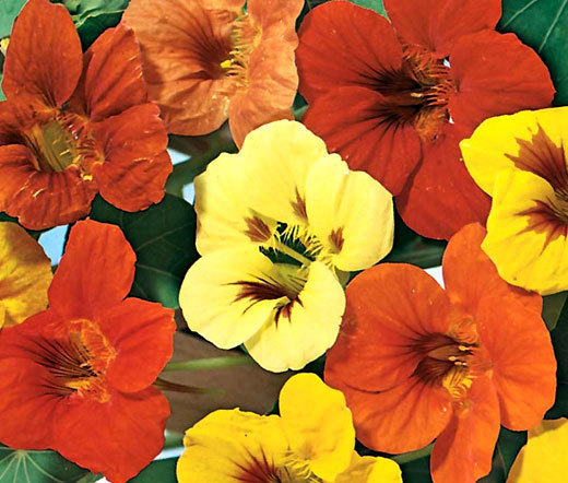 NASTURTIUM JEWEL MIX Tropaeolum Majus – 250 Bulk Seeds