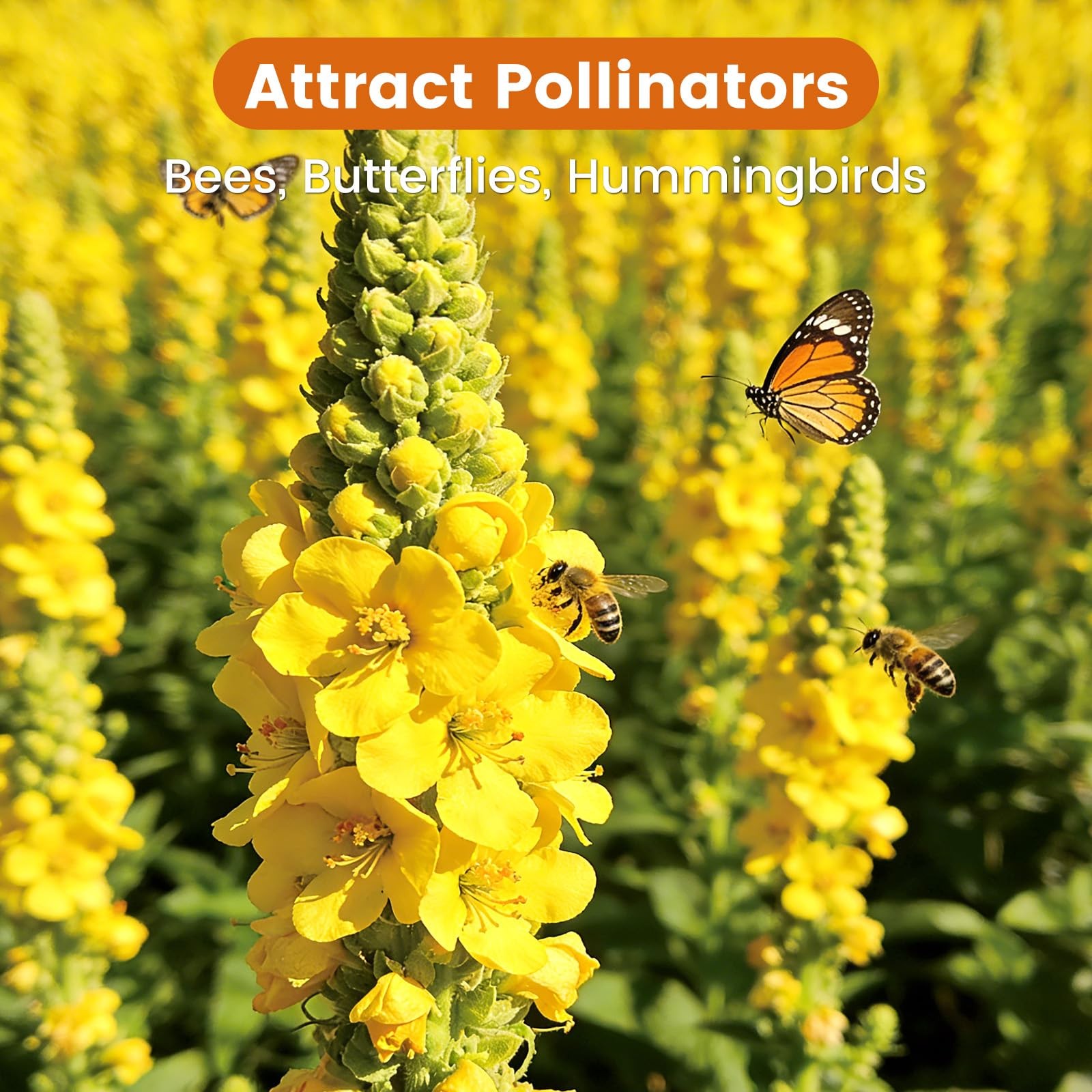 Fruivity 10,000+ Mullein Seeds for Planting(Verbascum Thapsus), yellow