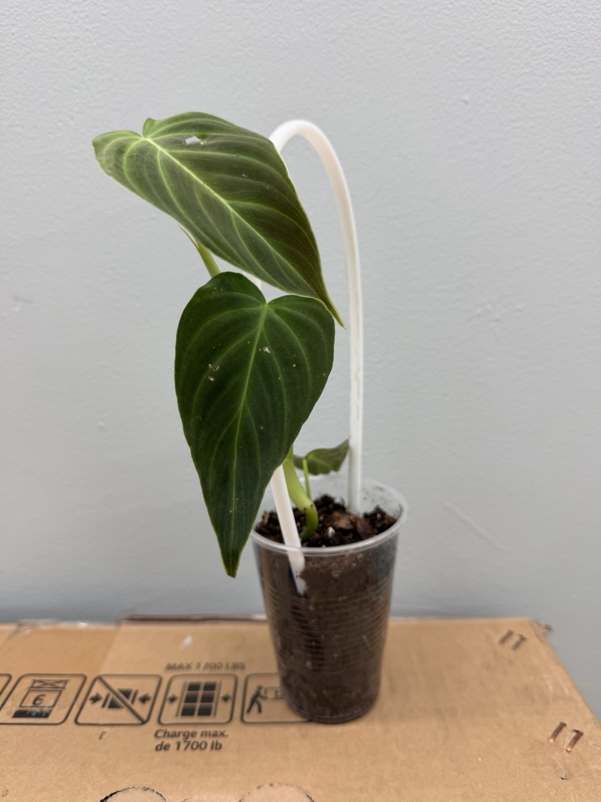 Philodendron Splendid