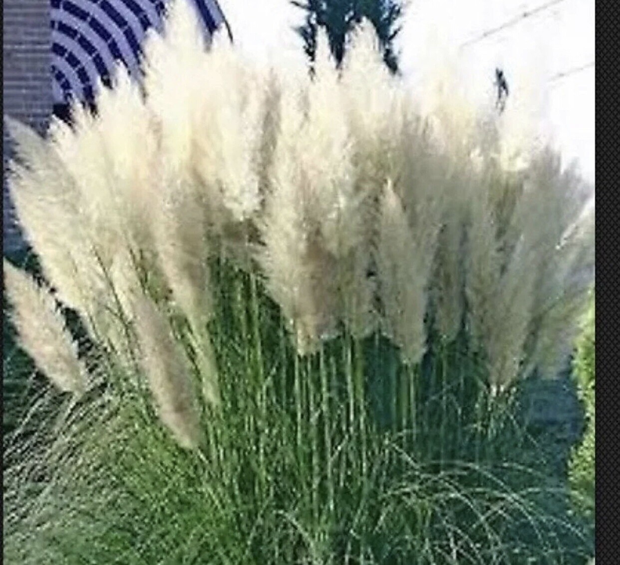 White Pampas Grass – Cortaderia selloana – 3 Plugs