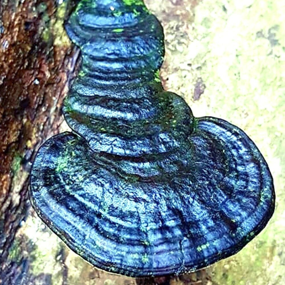 Brazen Bracket (Ganoderma chalceum) Liquid Culture