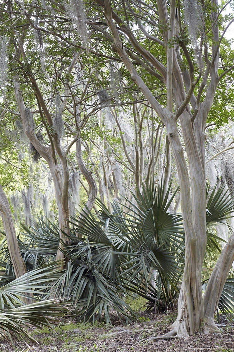 LIVE -4 Degrees Cold Hardy Palm – Snow/Ice Resilient-Shade Tolerant -Sabal Minor