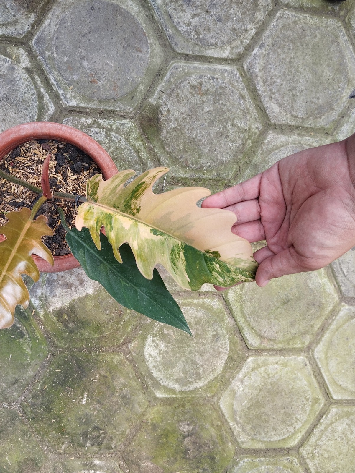 Philodendron Caramel Marble Variegated Real Photo Free Phitosanytary