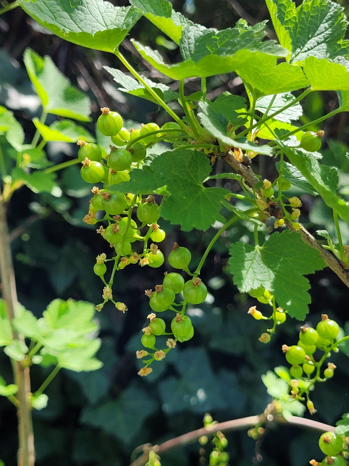 6 Pink Currant Gloire de Sablons Fresh Cuttings Unrooted 6″-9″ Zones 3-8 Hardy