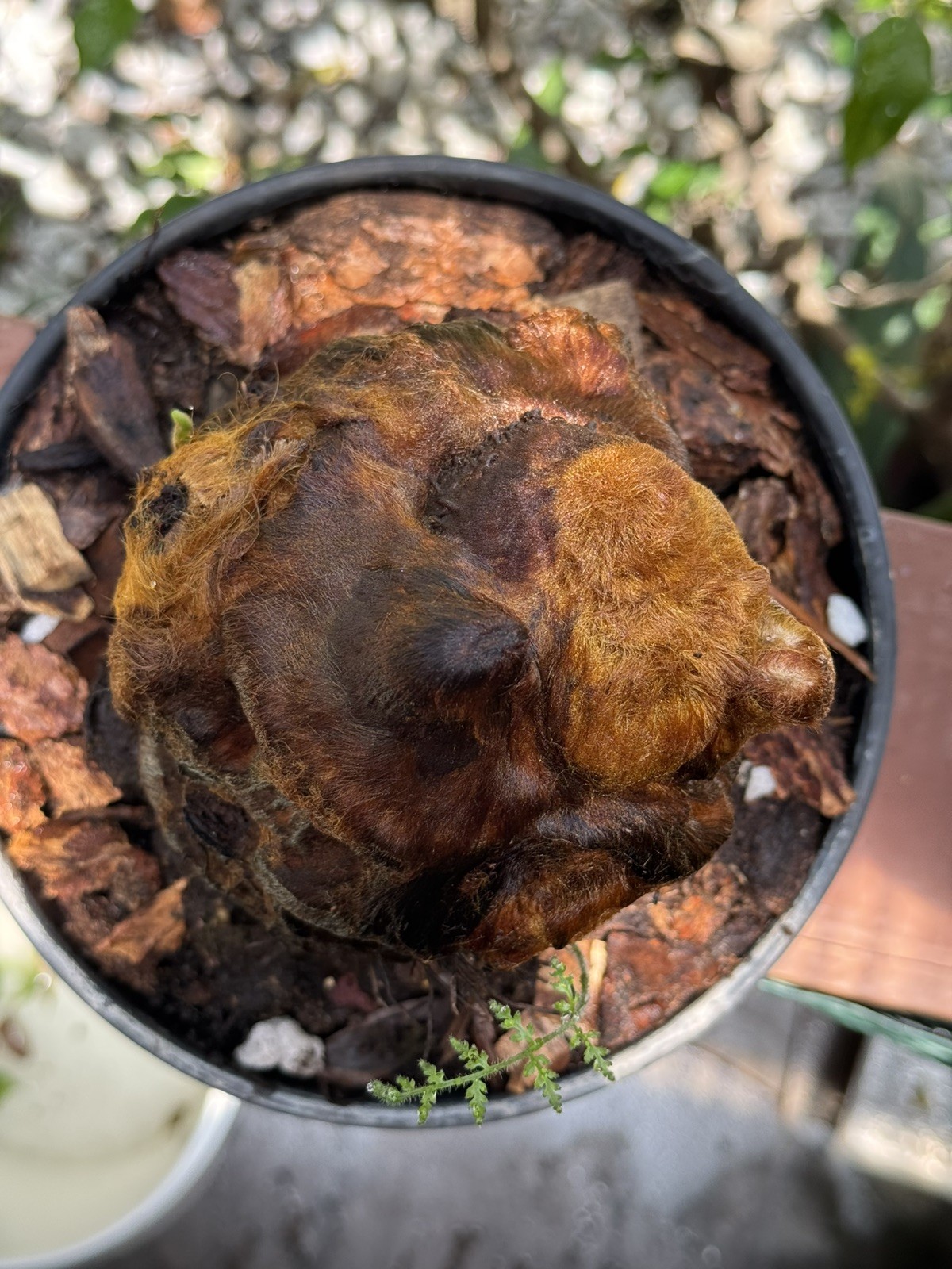 Cibotium Barometz Plant Extra Large Live Tree Fern