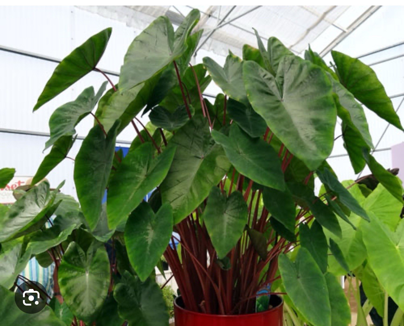 Hawaiian Punch-Colocasia esculenta- Elephant Ear-SMALL ROOTED STARTER Plant