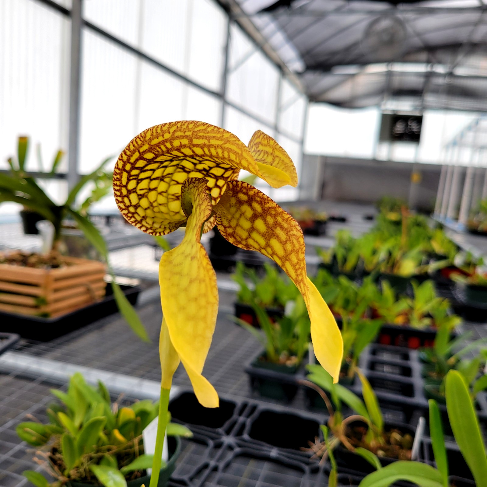 Bulbophyllum bufordiense x B. arfakianum truly awesome hybrid great orchid flask