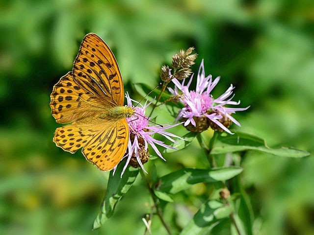 Centaurea jacea | Brown Knapweed | 20 Seeds
