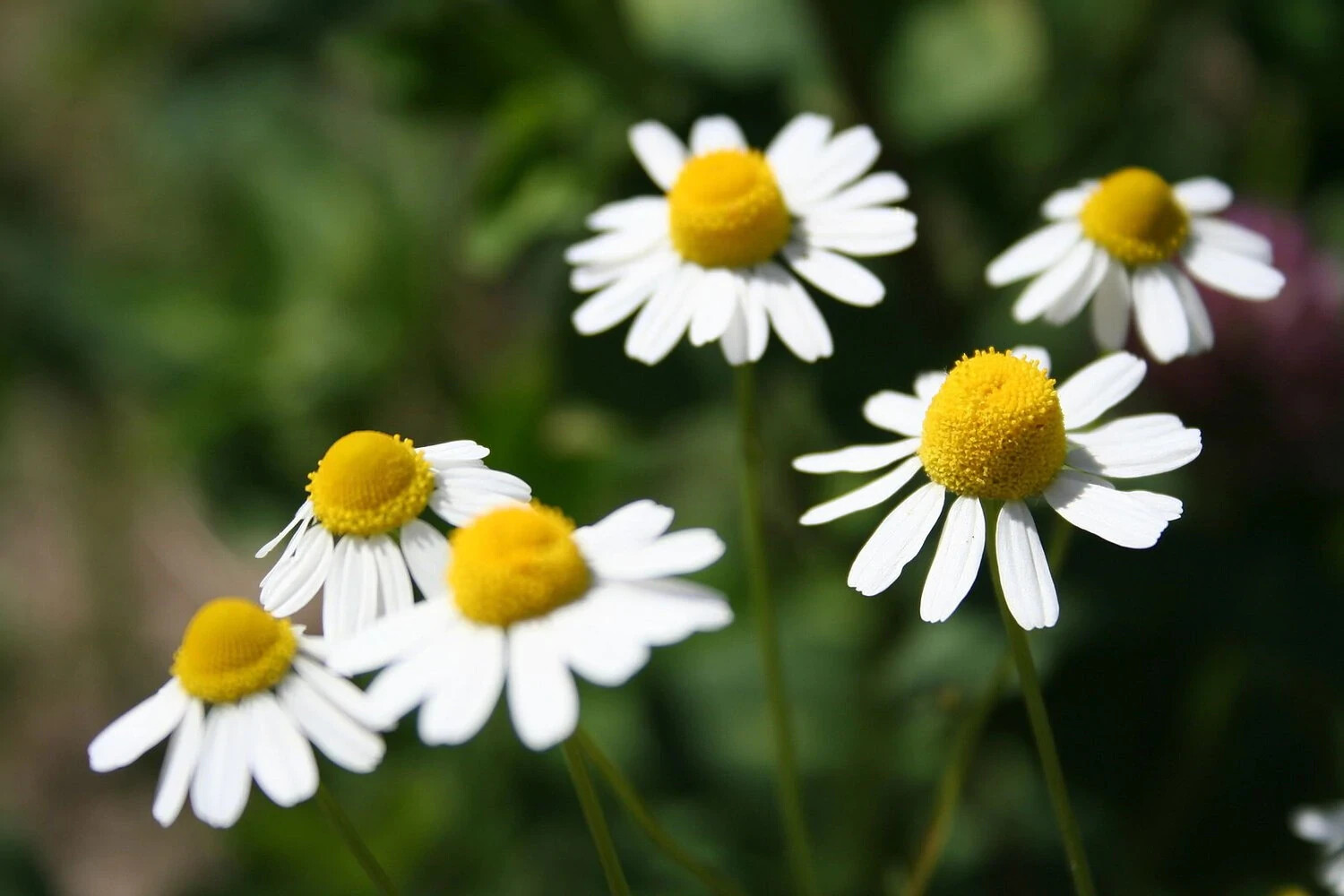 200 GERMAN CHAMOMILE HERB SEEDS ~ 2026 ~ heirloomseedguy ~ USA