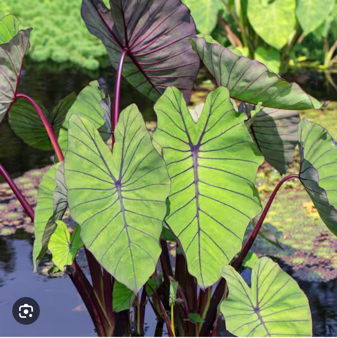 Blue Hawaii -Colocasia esculenta- Elephant Ear-SMALL ROOTED STARTER Plant
