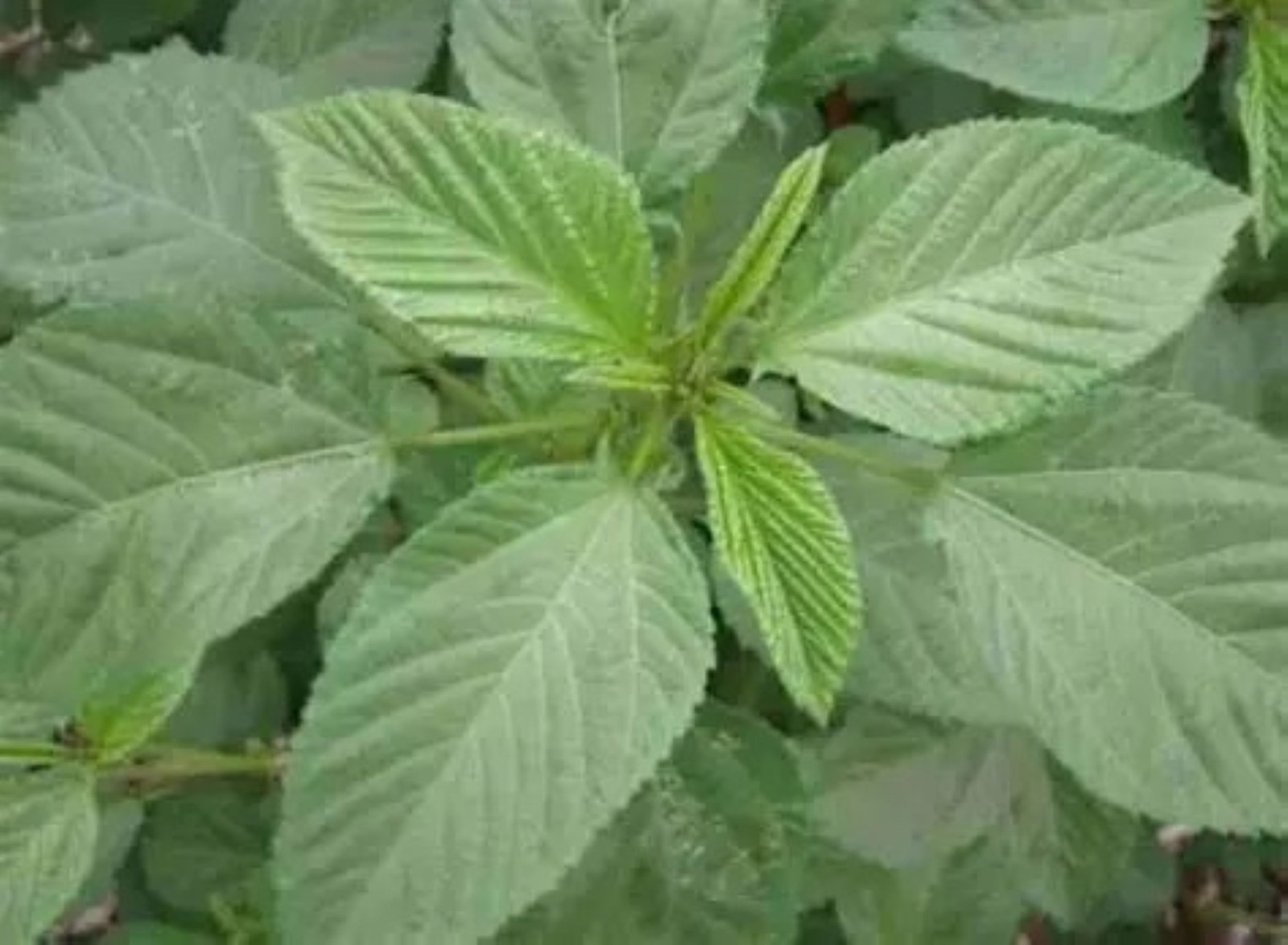 1000 African Spinach Seeds Efo Tete Callaloo Popular West African Green