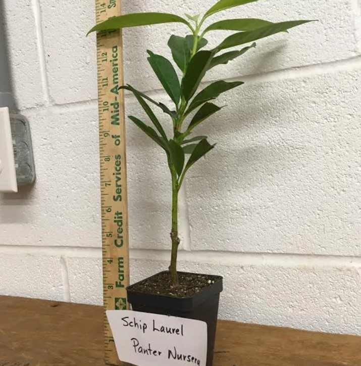 Schip Laurel Live Plant – 6-10″ Tall – 2.5″ Pot – Evergreen Shrub – Zones 6-9