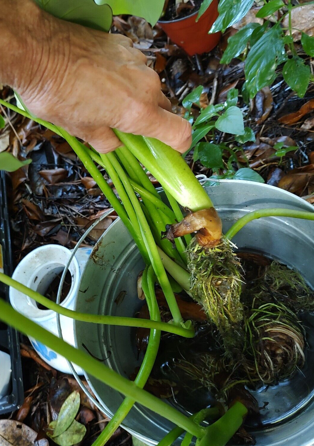 5 Colocasia ‘Black Beauty’ PLANTS (Not Little Starter Plants) Elephant Ear
