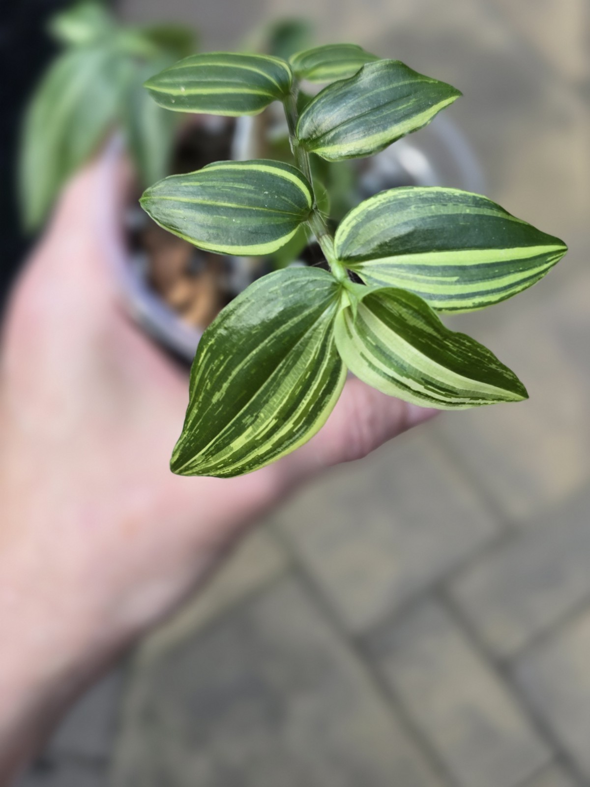 TRADESCANTIA Fluminensis variegated Green White cream Wandering Jew purifying