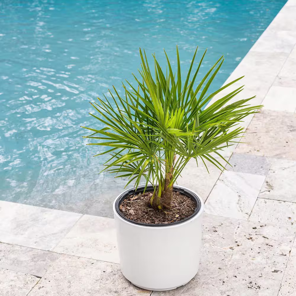 Windmill Palm Tree in 3 Gal. Grower’S Pot