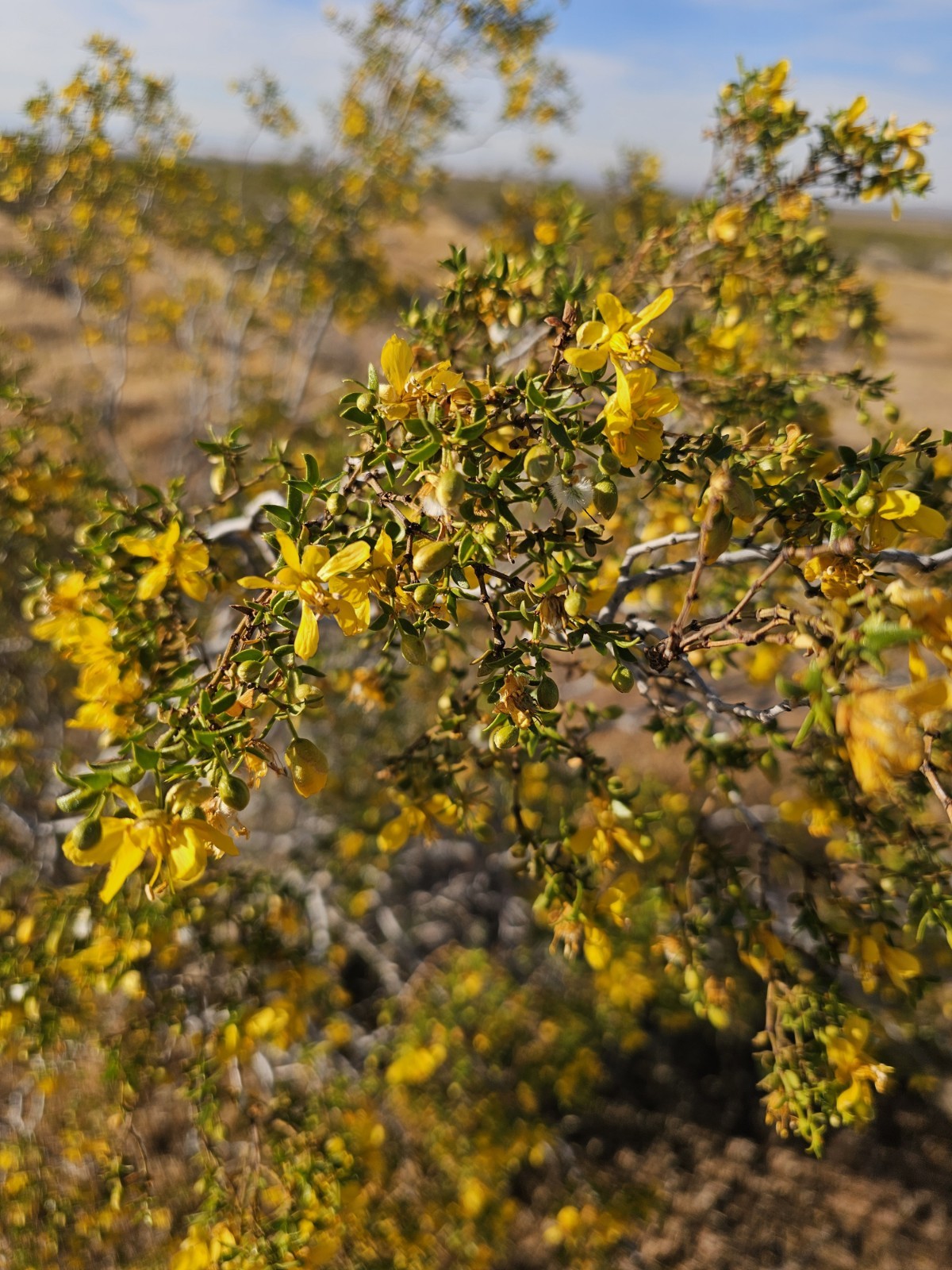 Creosote Bush (Larrea tridentata) Fresh picked branches, 3 lbs; [Farmed]