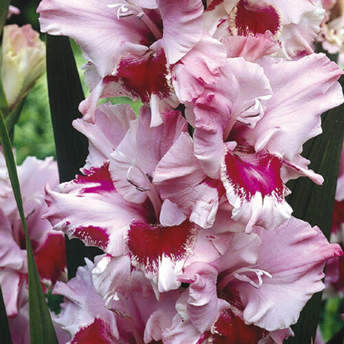 New (10) Mixed Colors Gladiolus Large.Flowering Small Bulbs, Check other items