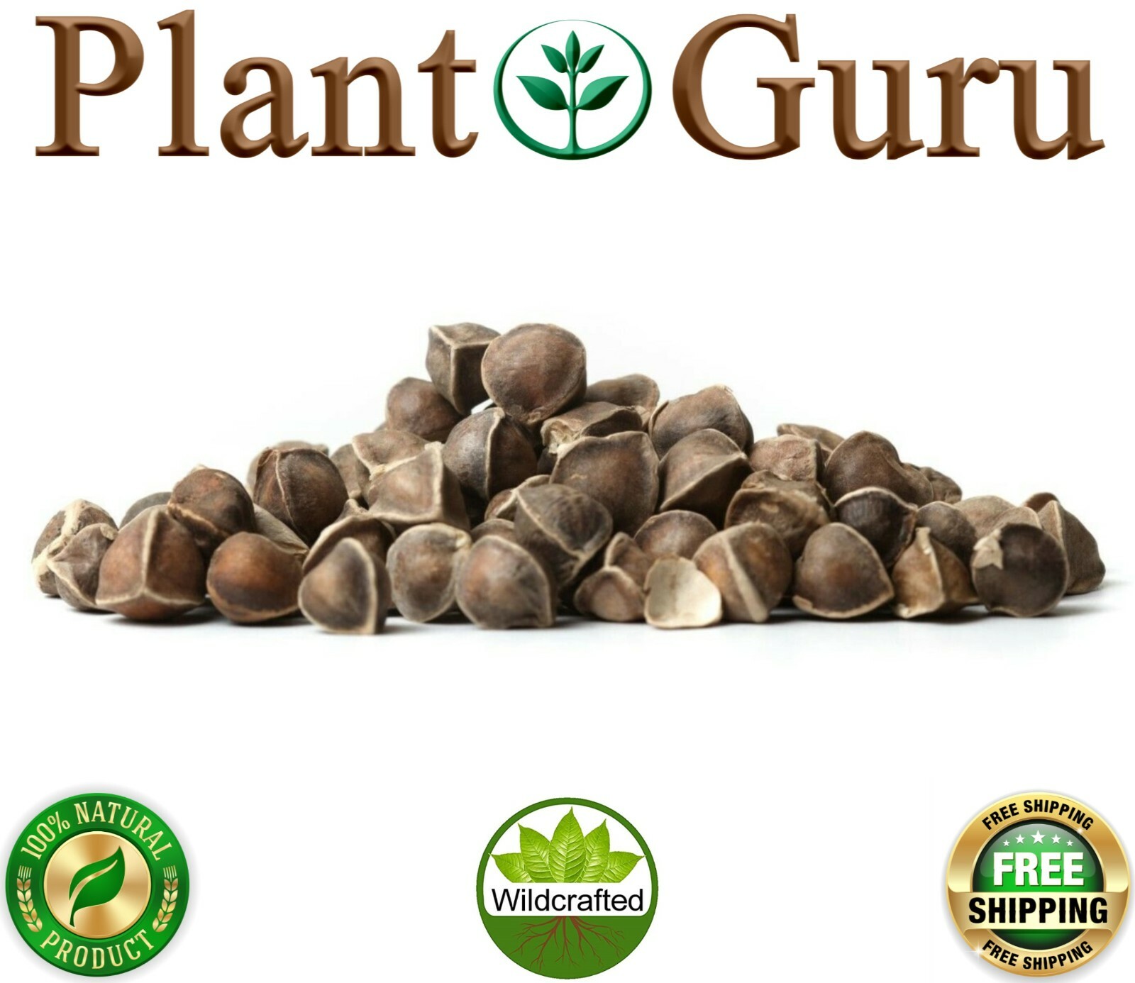 Moringa Oleifera Seeds WINGLESS Fresh Organic Semillas de Moringa Bulk Wholesale