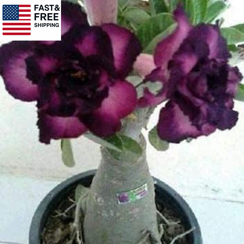 Thronesfarm 4 Purple Black Desert Rose Adenium Flowers Seeds Flower Perennial