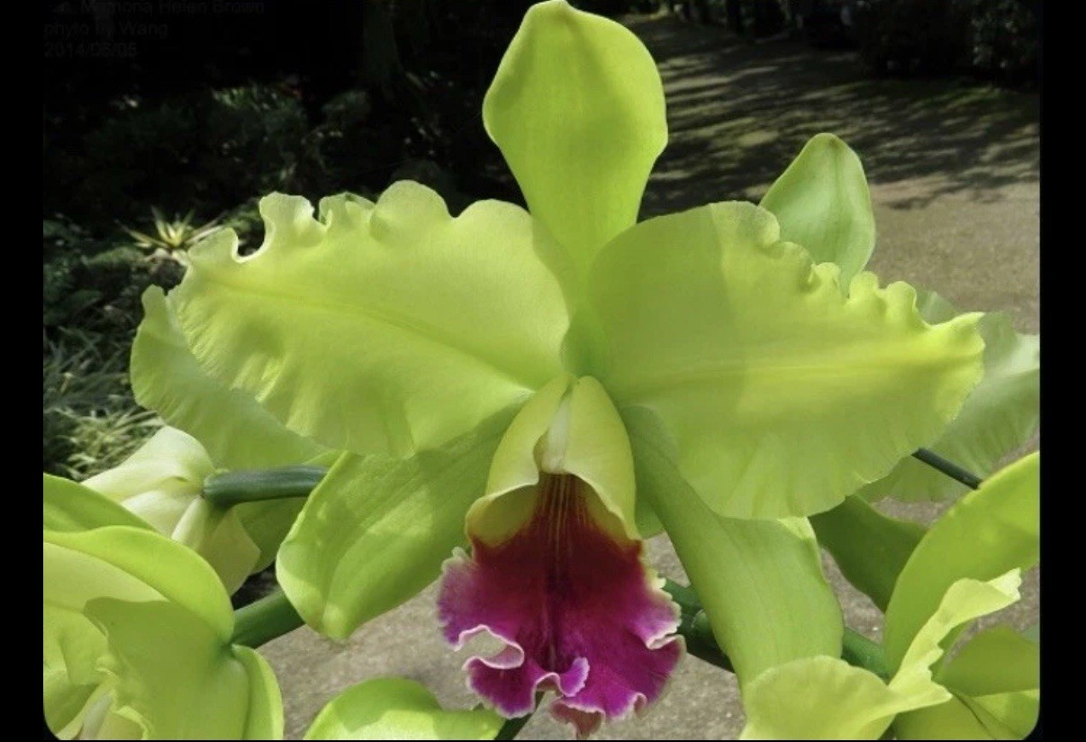 Rlc Donna Kimura ‘Paradise Tami’ X Helen Brown ‘Sweet Afton’ Orchid Eros 5.5″ Pt
