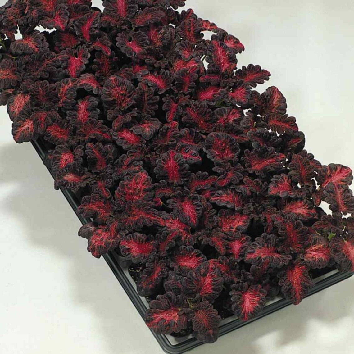 Coleus Seeds – Black Dragon 20 seeds / Coleus scutellarioides.