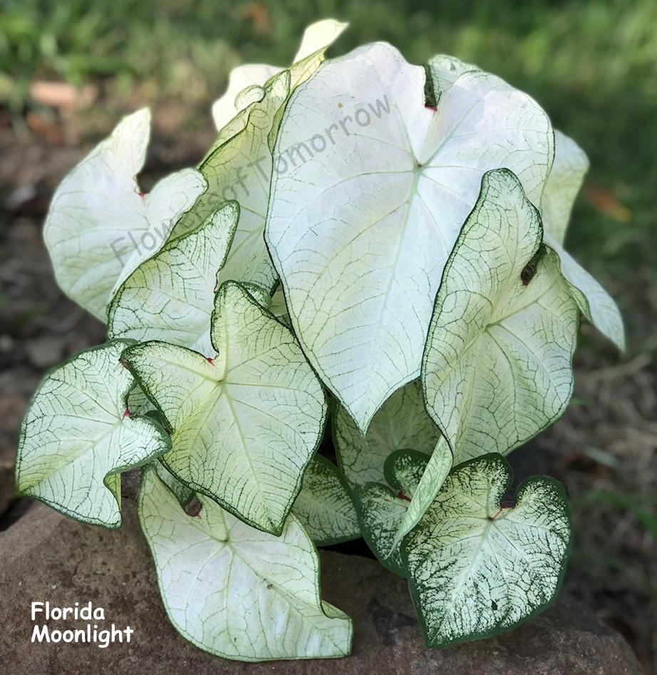 5 Fancy-Leaf CALADIUM Bulbs~FLORIDA MOONLIGHT~Beautiful WHITE Leaves ~ FREE SHIP
