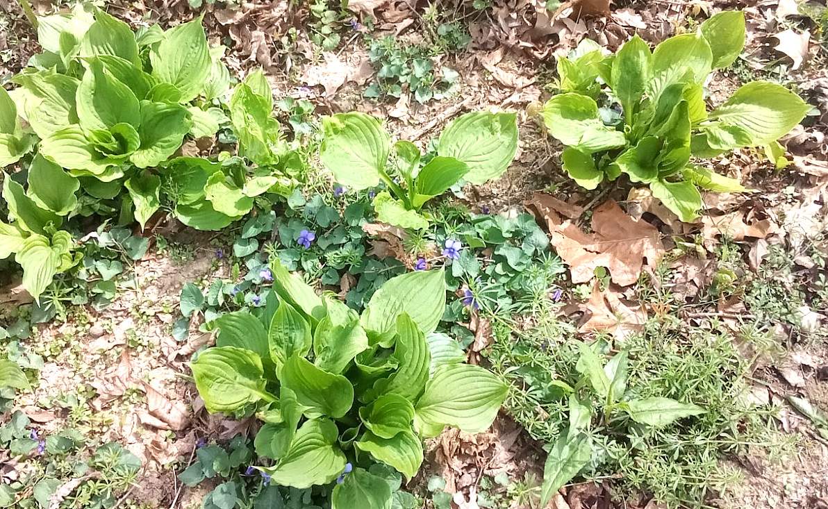 Live Serendipity HOSTA Plants 5 LARGE Rooted Growing Bold Green Leaf Plant