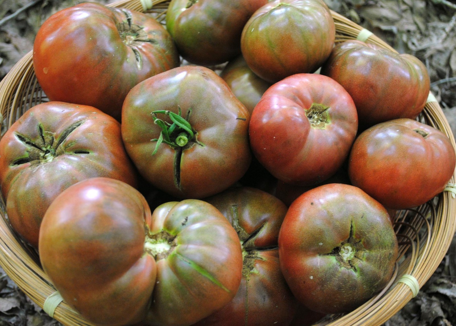 Cherokee Purple Tomato Seeds, Heirloom, NON-GMO, Variety Sizes, FREE SHIPPING