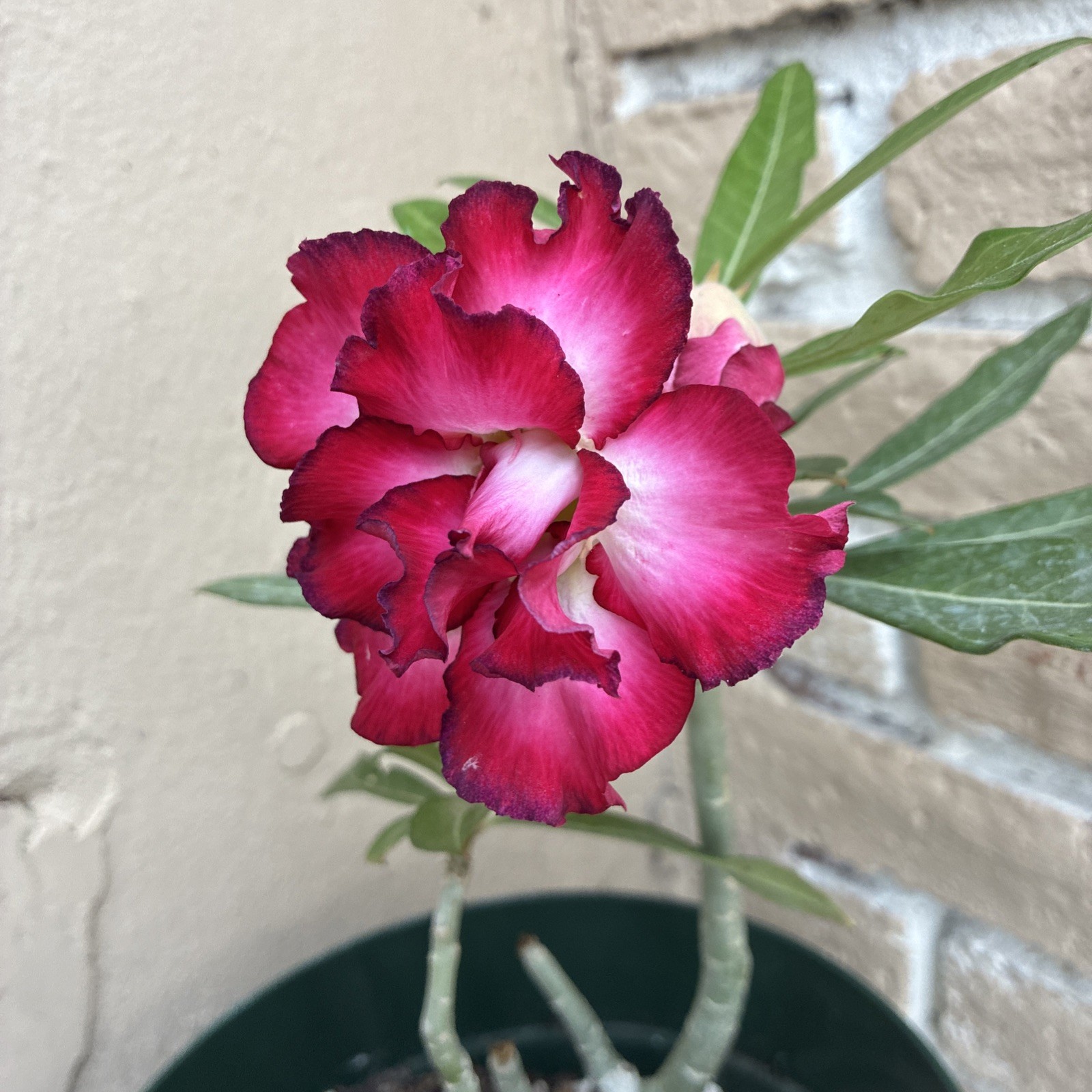 Beautiful Easy-Growing Favorite Desert Rose Double Petal Black Edge Pink Flowers
