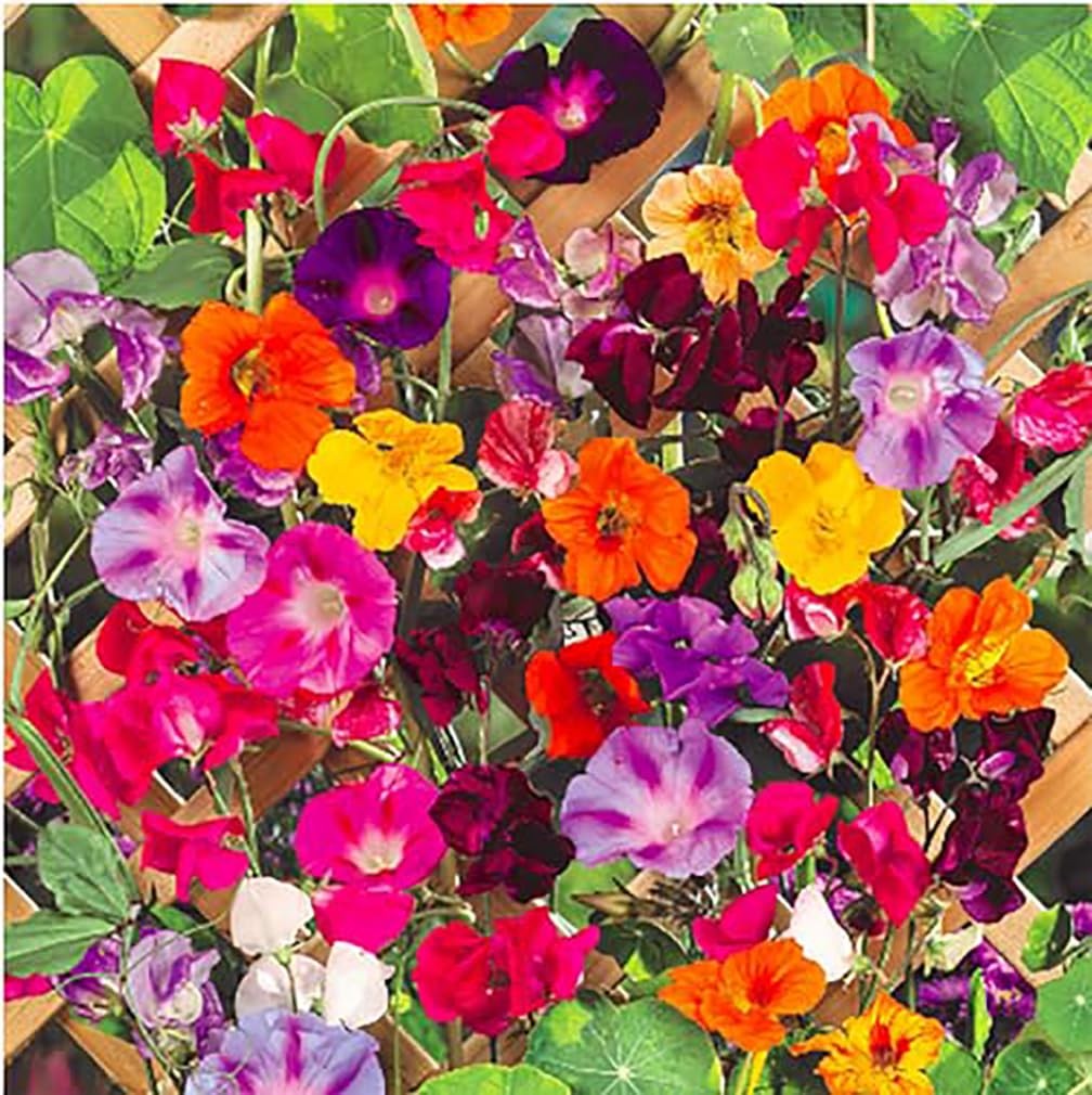 Climbing Vines Seeds, Colorful Mixture