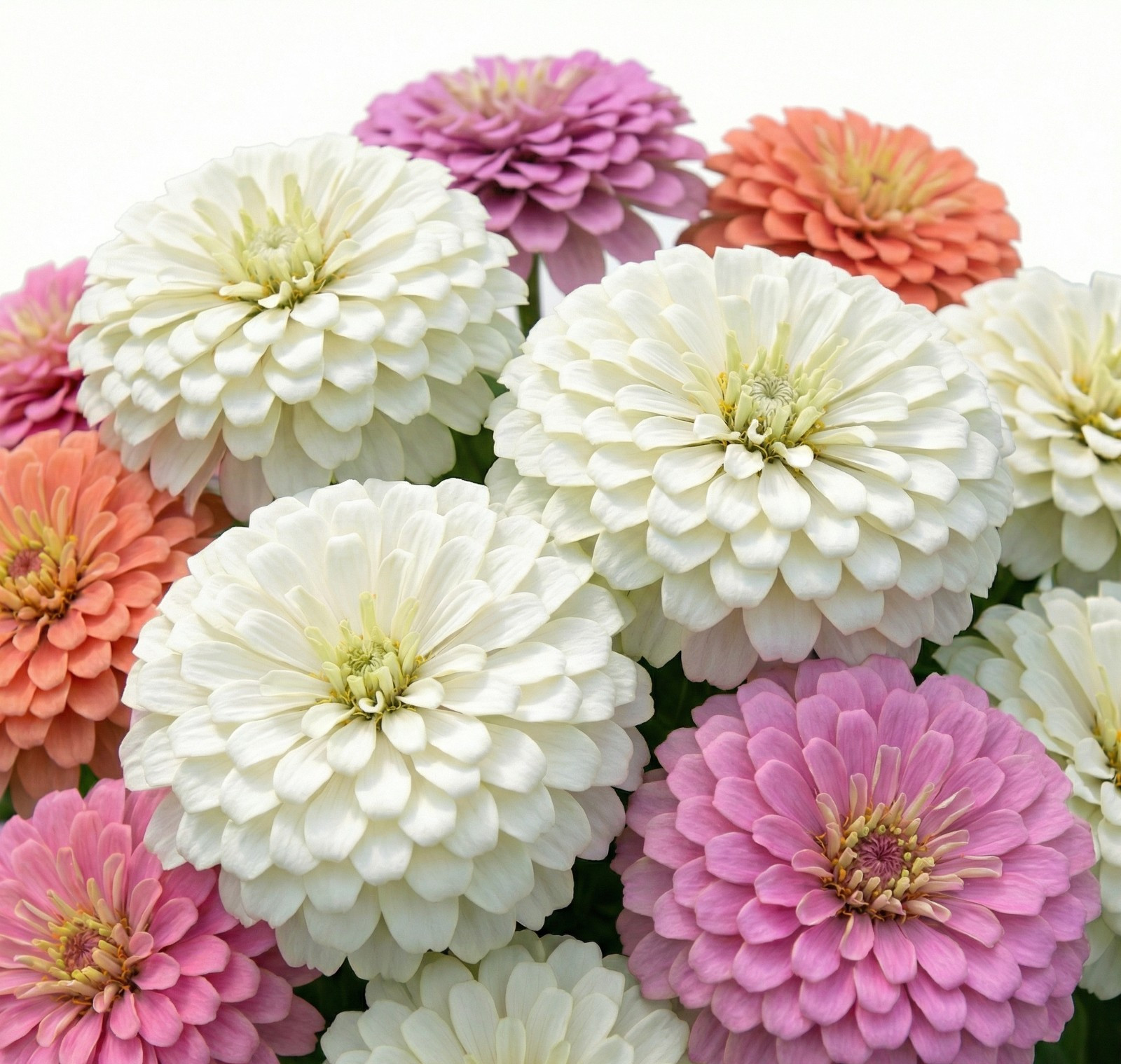 Zinnia Benary’s Giant WEDDING PASTEL MIX Cut Flower Blooms Tall Non-GMO 25 Seeds