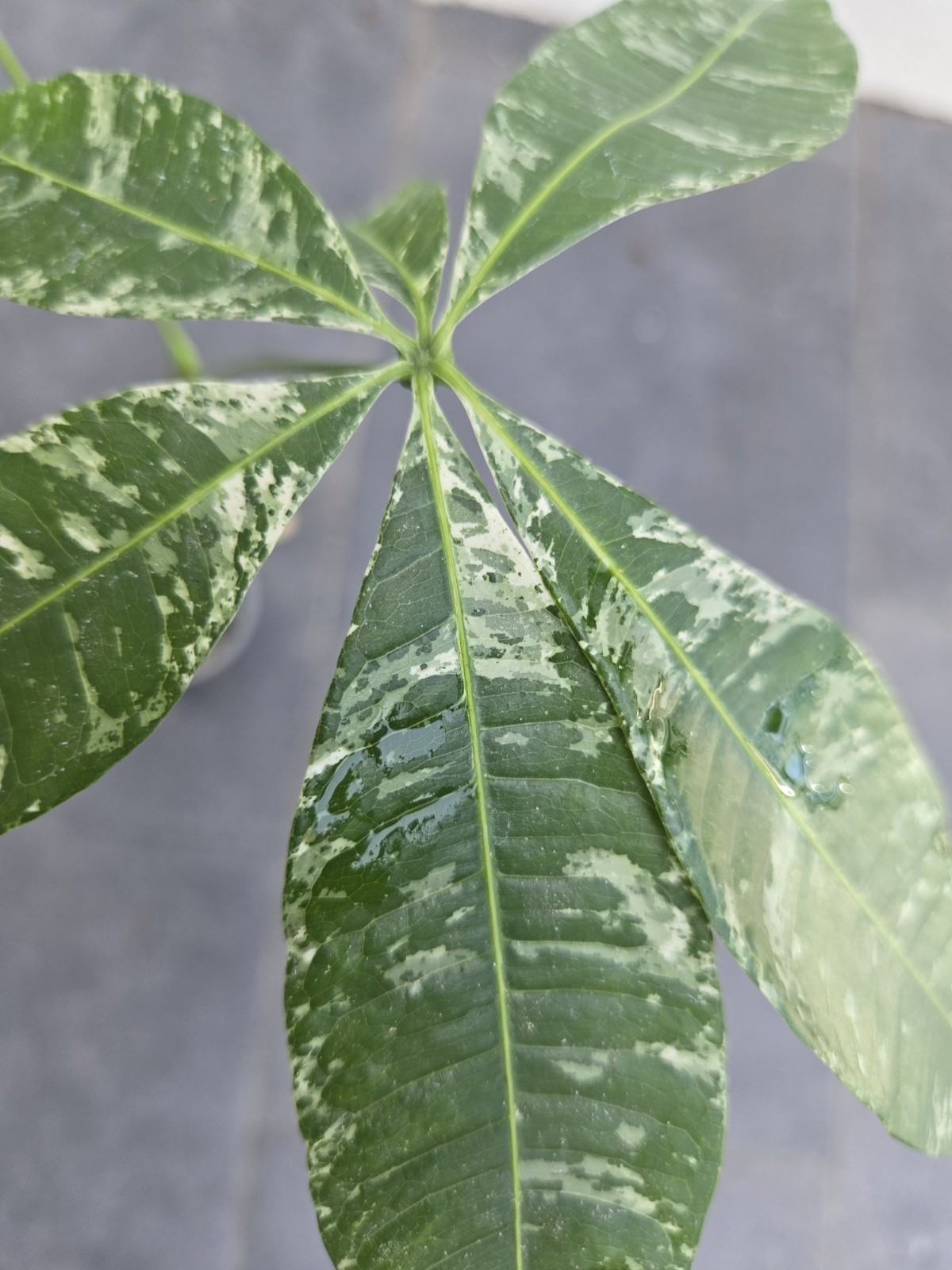 Variegated Pachira Acuatica Money Tree Philodendron Florida Beauty Monstera