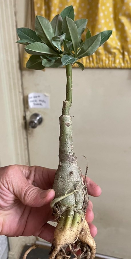 Pink Desert Rose Live Starter Plant – Ship No Pot – Adenium Obesum Plant