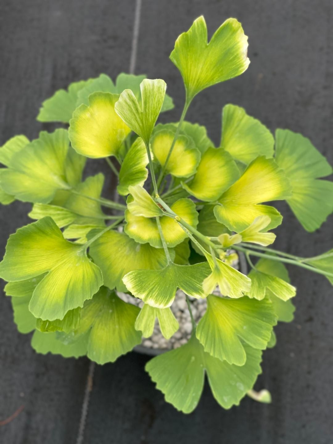 Ginkgo biloba ‘Snow Cloud’ (Snow Cloud Maidenhair Tree), one gallon