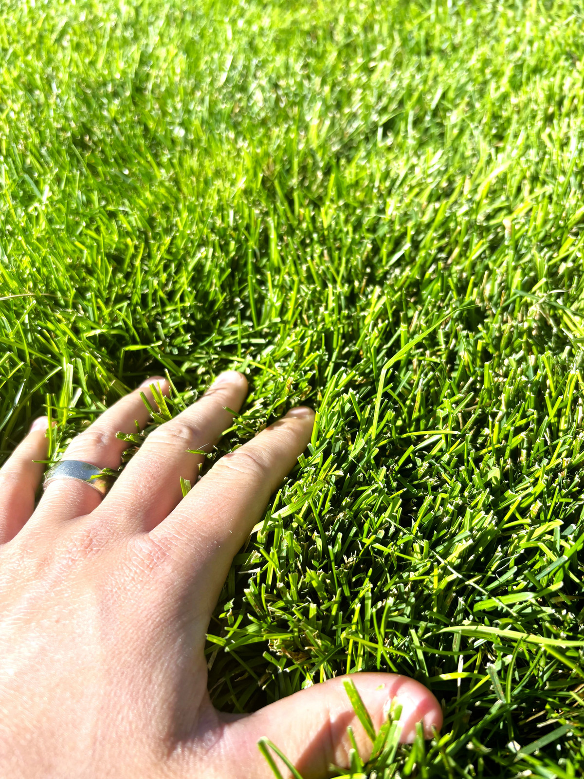 Xtreme Green Turf Type Tall Fescue Seeds – For 2026 Planting Cool Season
