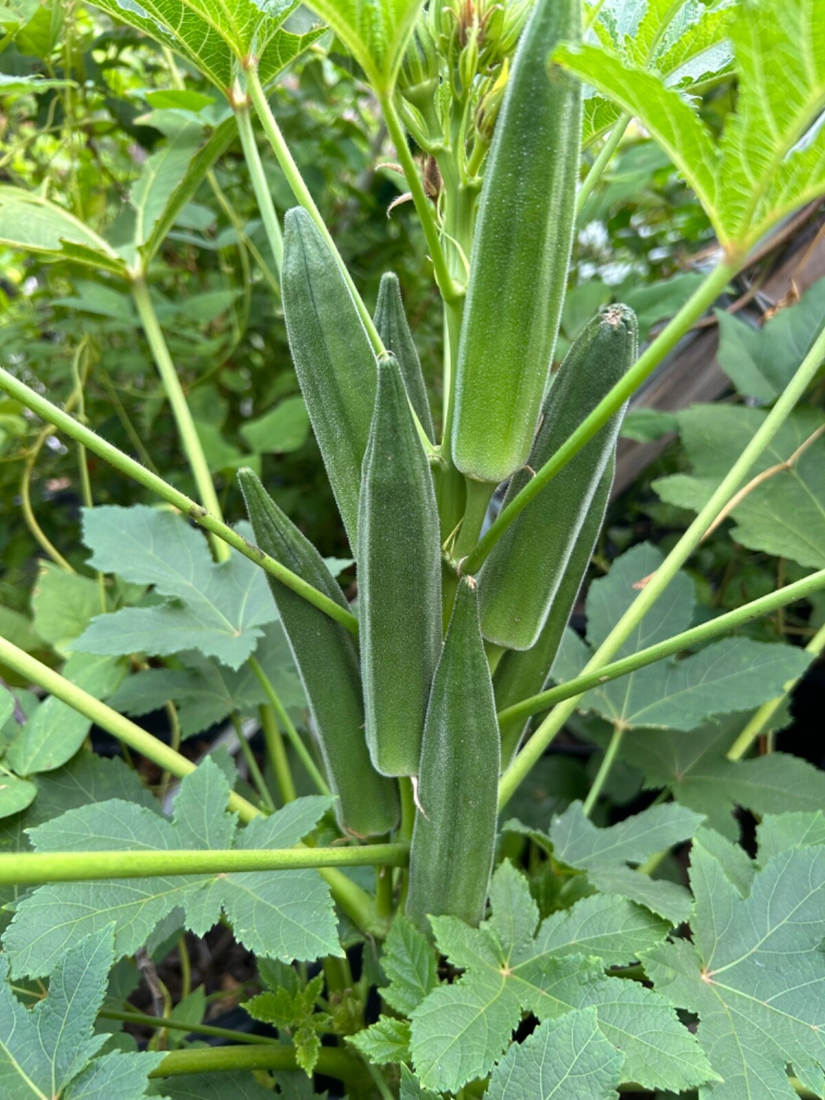 20+ Cajun Dream Okra Seeds Prolific Non-GMO